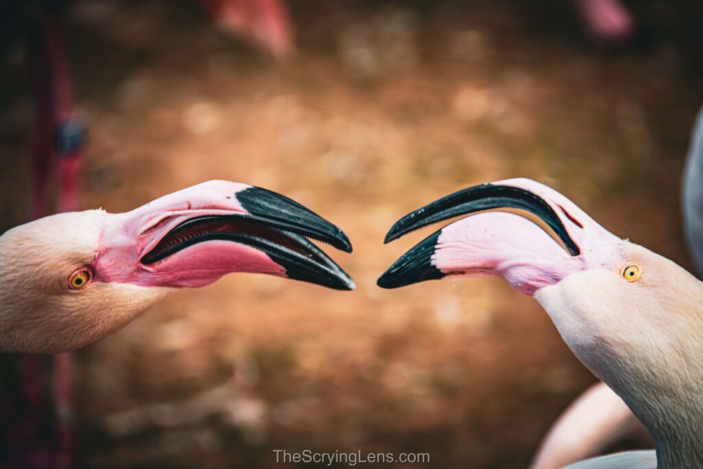 Photo from The Scrying Lens