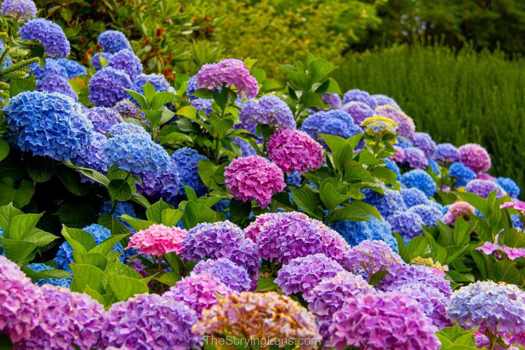 Photo from The Scrying Lens