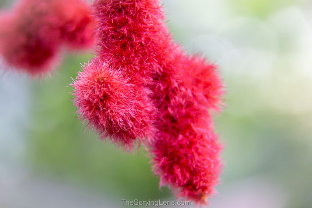 Photo from The Scrying Lens