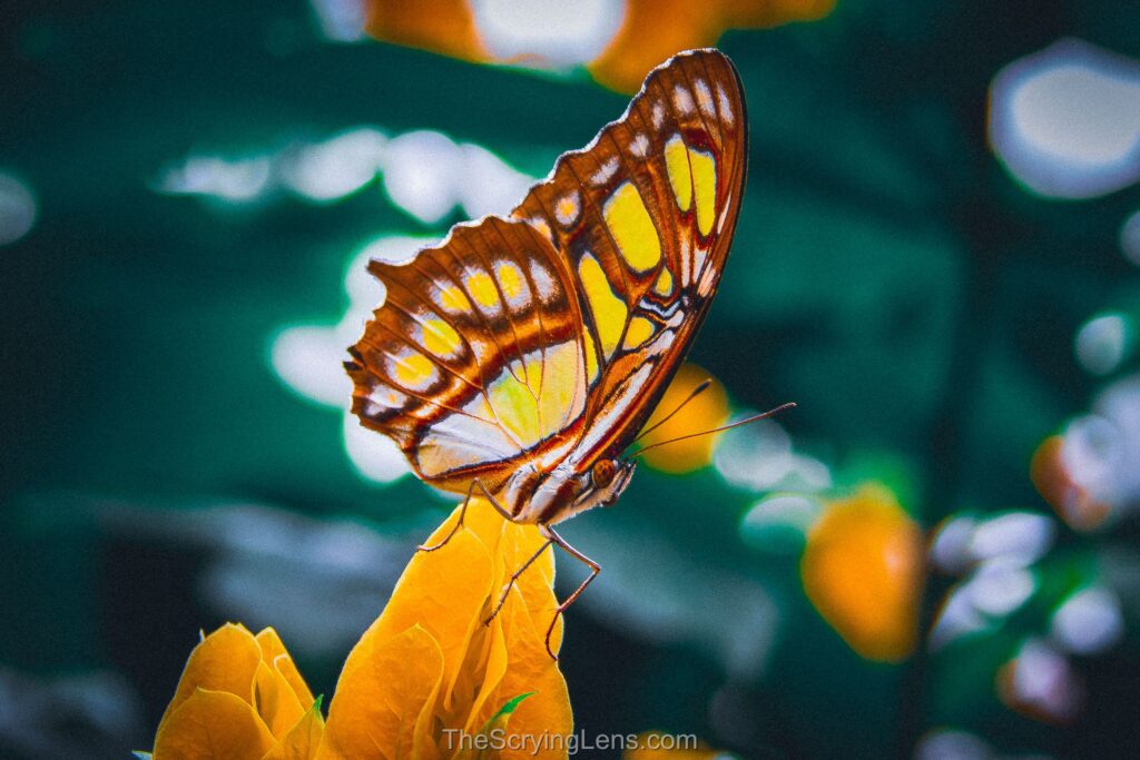 Photo from The Scrying Lens