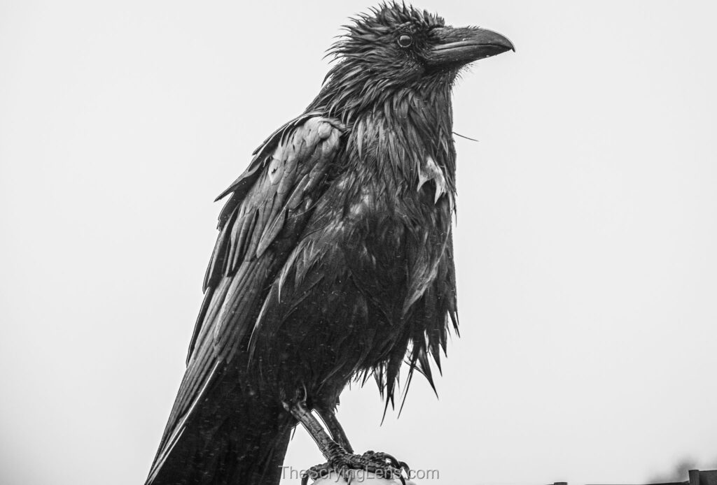 Photo from The Scrying Lens